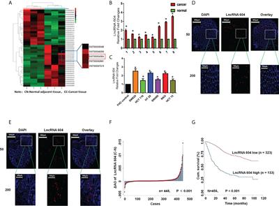 LncRNA-ENST00000543604 exerts a tumor-promoting effect via miRNA 564/AEG-1 or ZNF326/EMT and predicts the prognosis of and chemotherapeutic effect in colorectal cancer